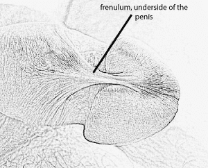 frenulum location